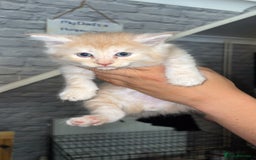 Mixed Breed cats for sale: half maincoon kittens  - Image 5
