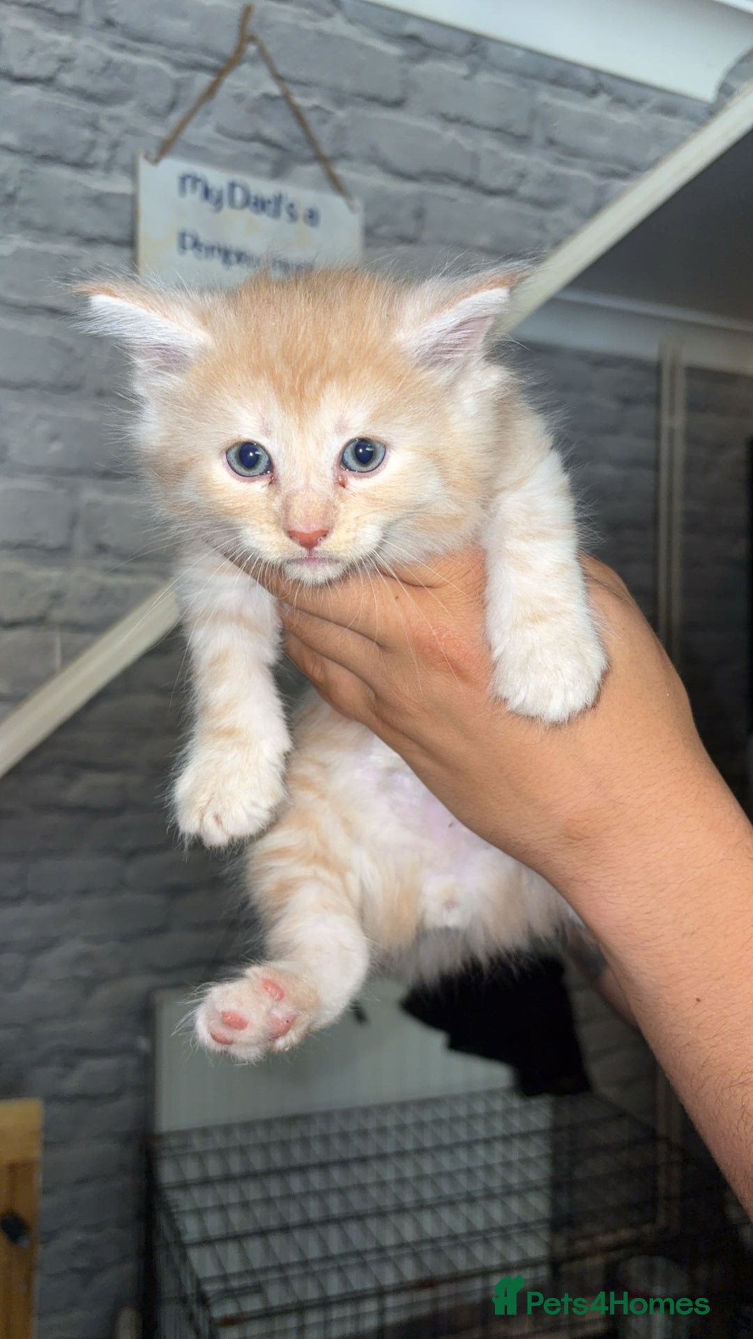 Mixed Breed cats for sale: half maincoon kittens  - Image 5