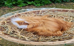 Guinea Pig rodents for sale: Male baby guinea pigs for sale. in Chippenham - Image 4