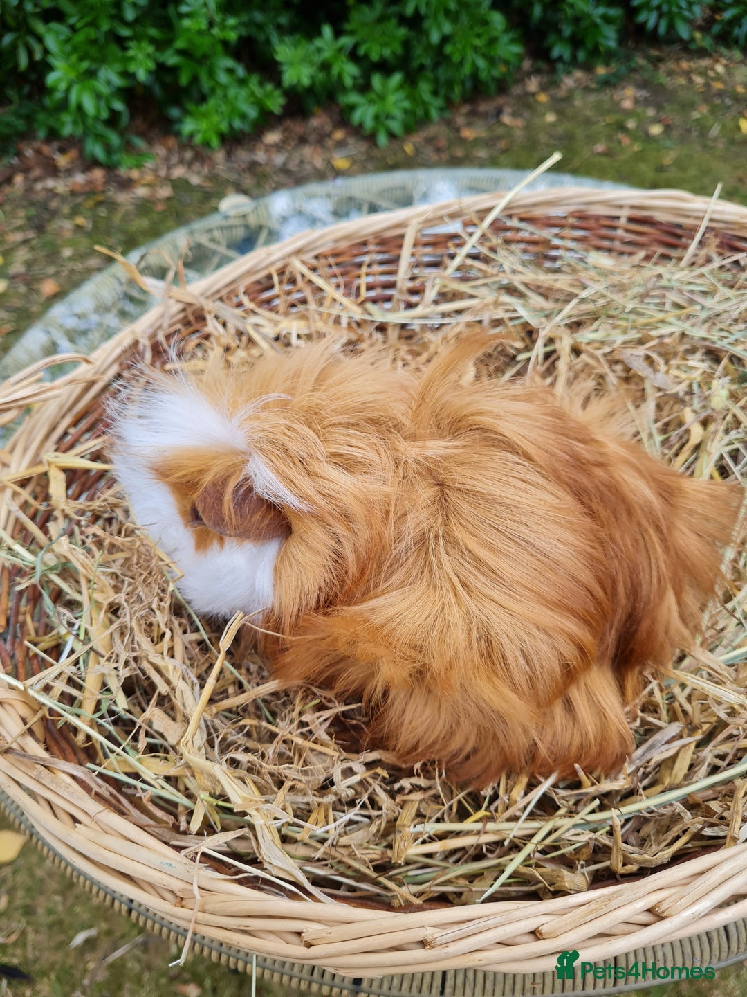 Guinea Pig rodents for sale: Male baby guinea pigs for sale. in Chippenham - Image 4