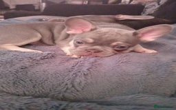French Bulldog dogs for sale: Beautiful blue an green eyed frenchie puppies  - Image 3