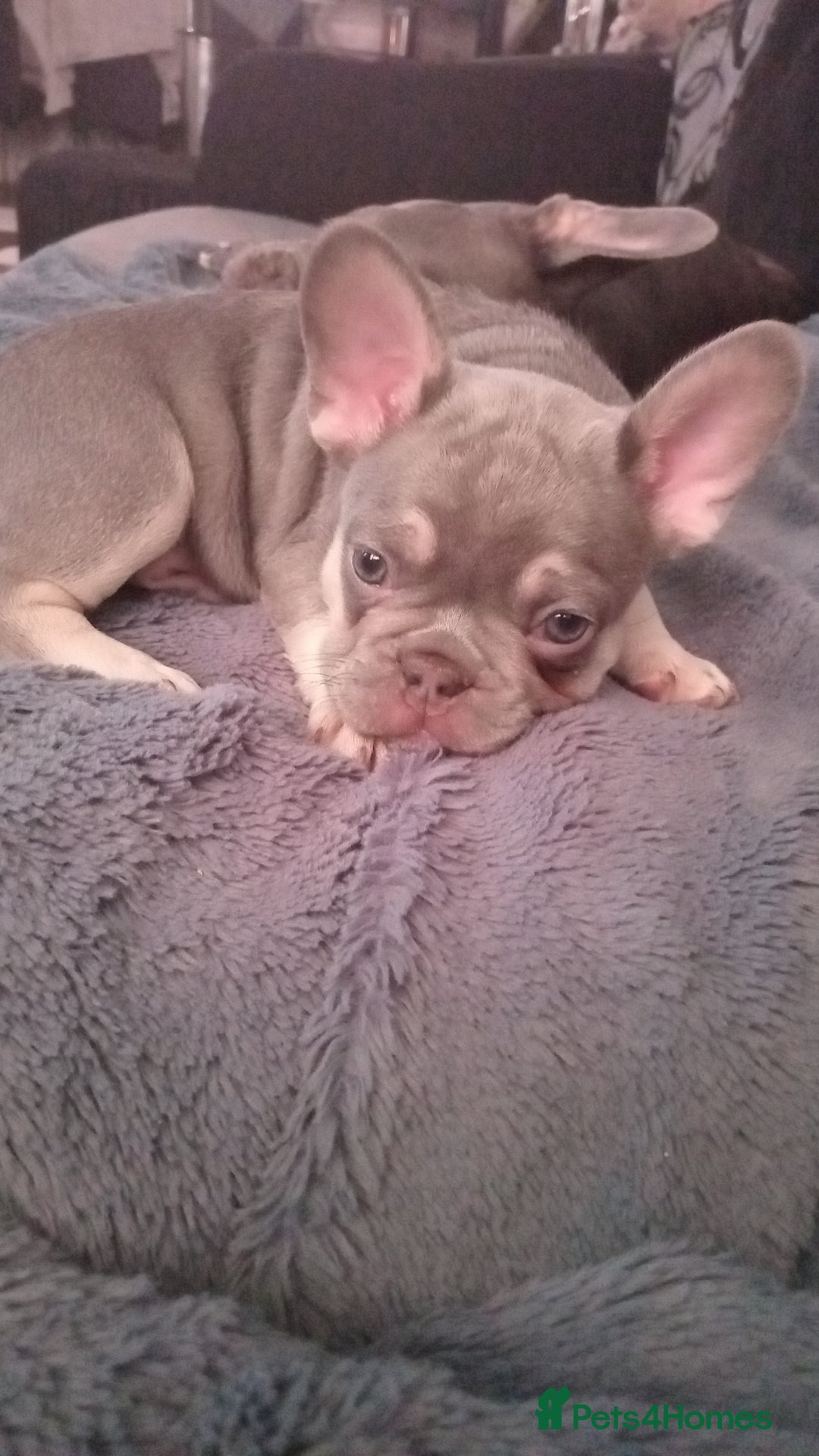 French Bulldog dogs for sale: Beautiful blue an green eyed frenchie puppies  - Image 3