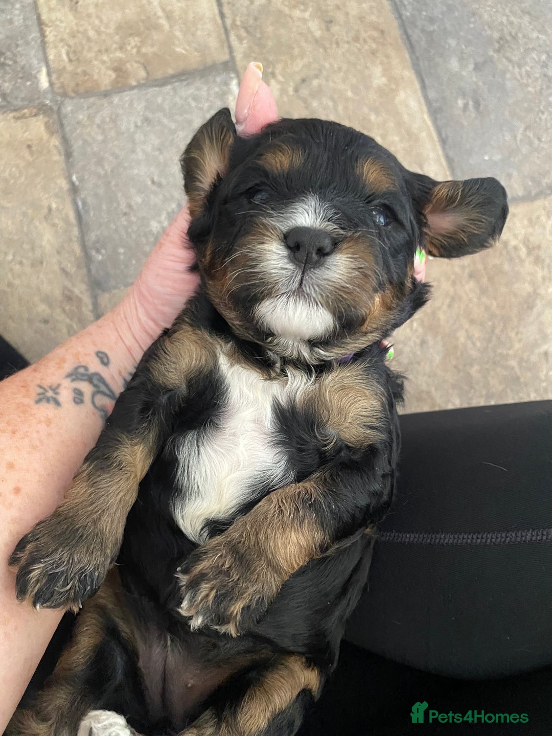 Cavapoo dogs for sale: Beautiful F1 cavapoos phantom 3 girls left 💜💖❤️ - Image 19