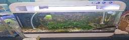 Plecos fish for sale: Fishtanks and fish - Advert 3