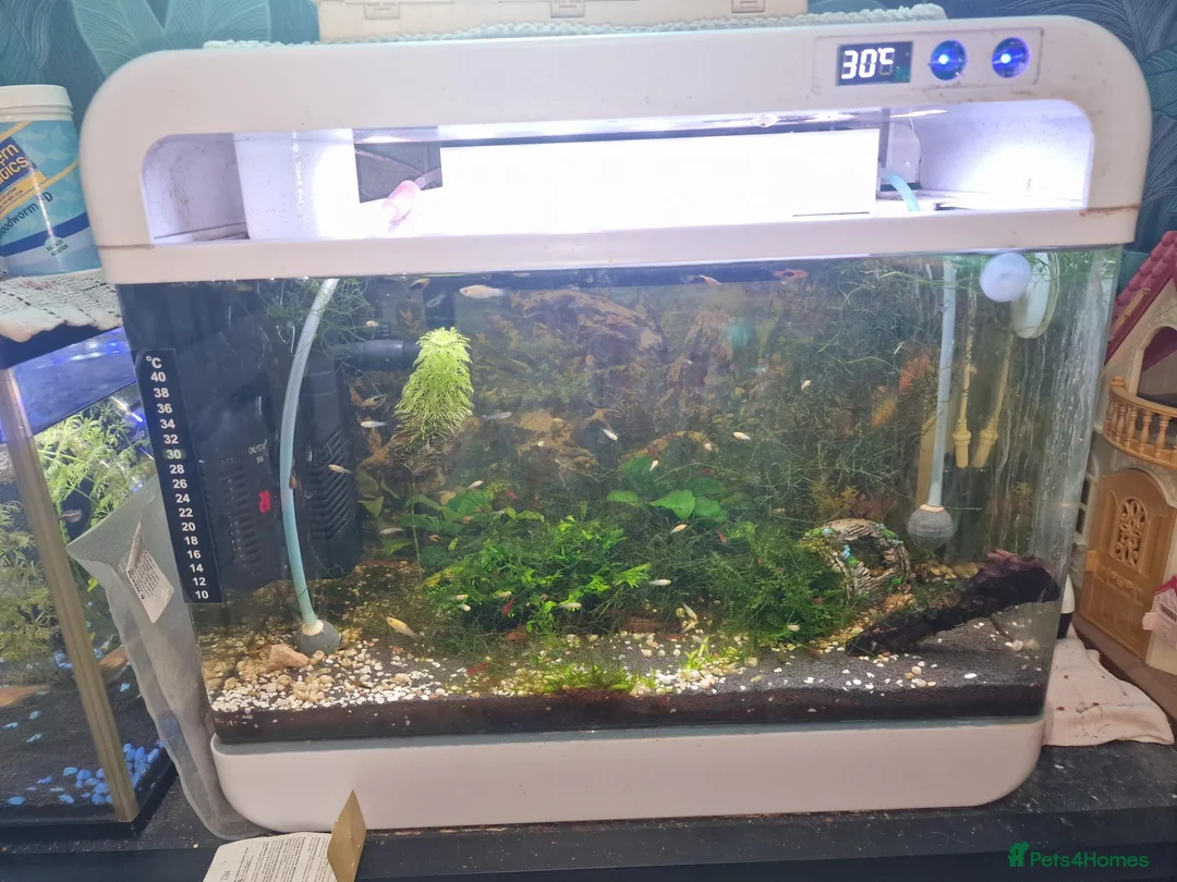 Plecos fish for sale: Fishtanks and fish - Advert 3