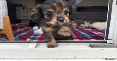 Cavapoo dogs - Advert 4