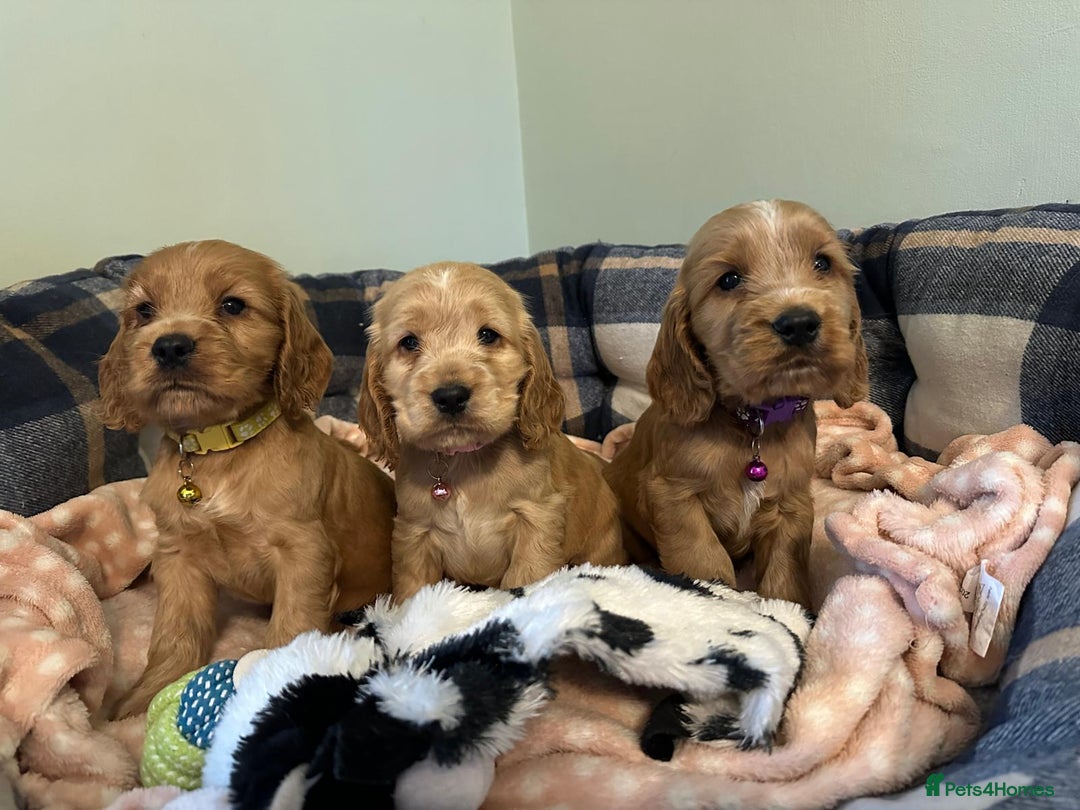 Cocker Spaniel dogs for sale: ✨ KC Show-Type Cocker Spaniel Puppies ✨ - Advert 3