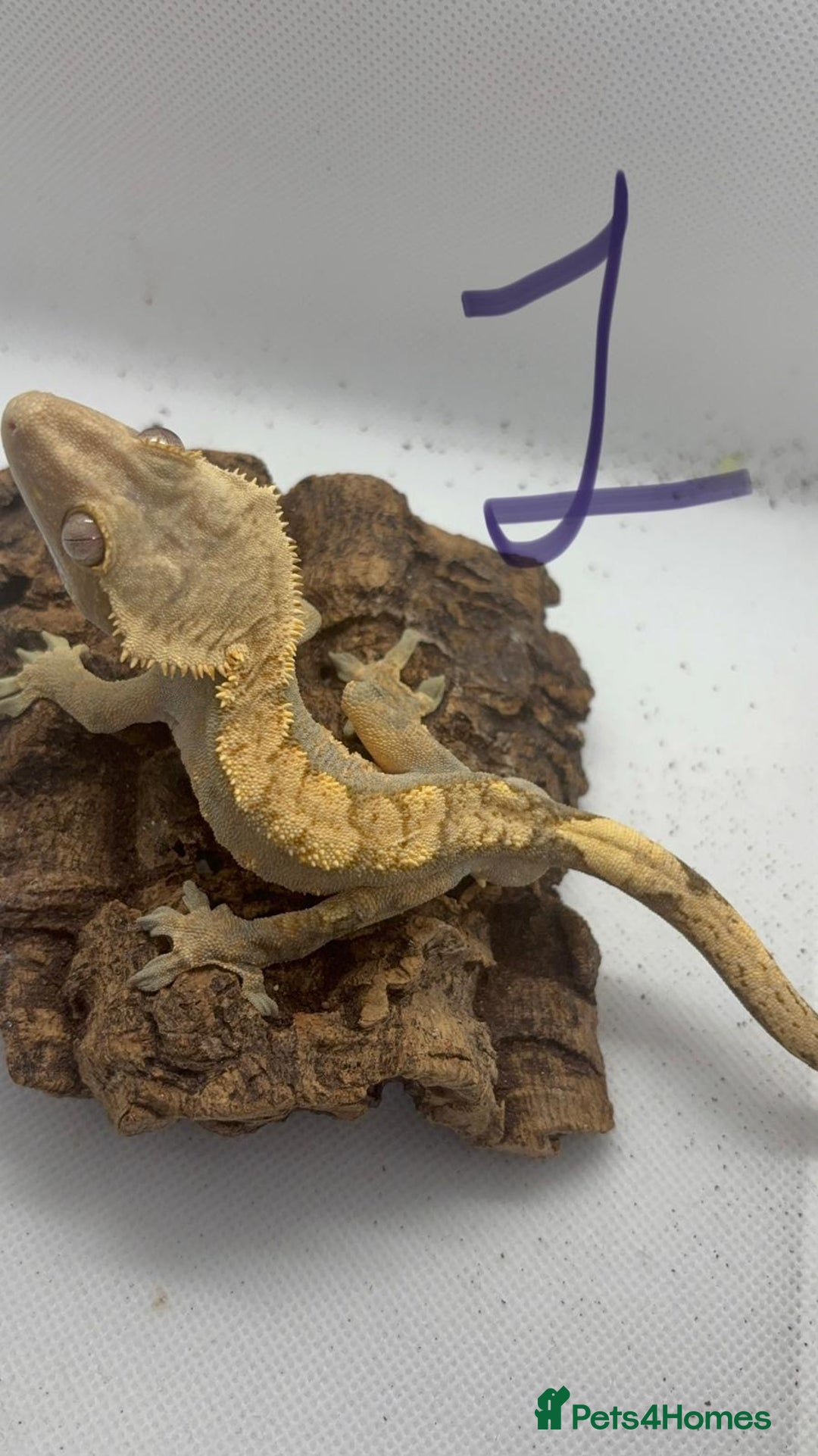 Gecko reptiles for sale: Male crested geckos - Advert 2