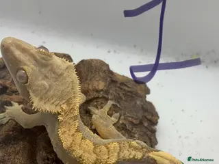 Gecko reptiles Male crested geckos - Advert 20