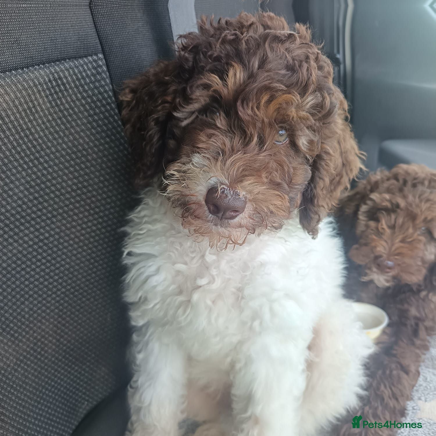 Labradoodle dogs 🌈One Boy Available,🌈BVA DNA ❤️rare markings - Advert 1