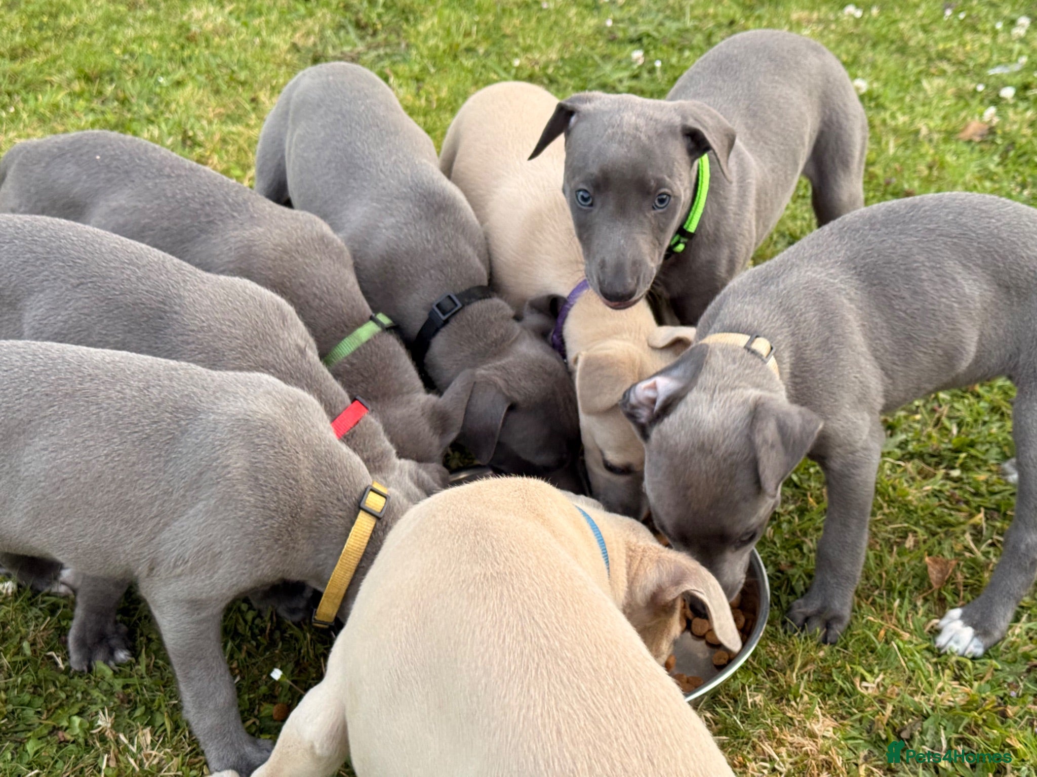 Whippet dogs Whippet puppy’s - Advert 12