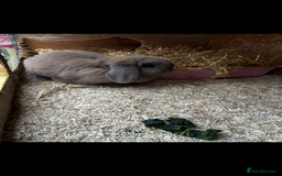 Lionhead rabbits for sale: 2  lionhead male rabbits / 1 lop girl - Image 12