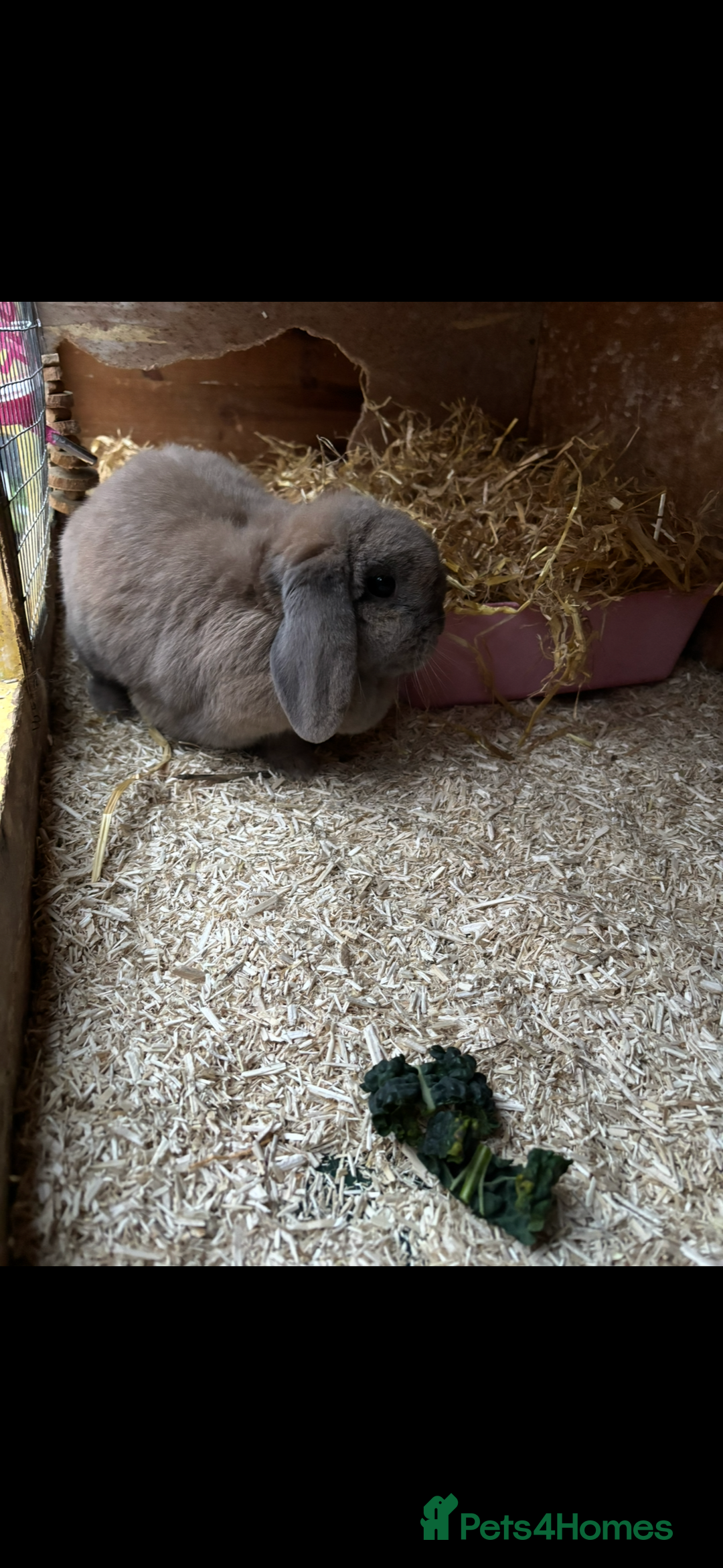 Lionhead rabbits for sale: 2  lionhead male rabbits / 1 lop girl - Image 12