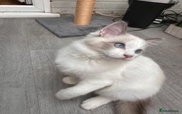 Ragdoll cats for sale: Male Ragdoll kittens - Image 9