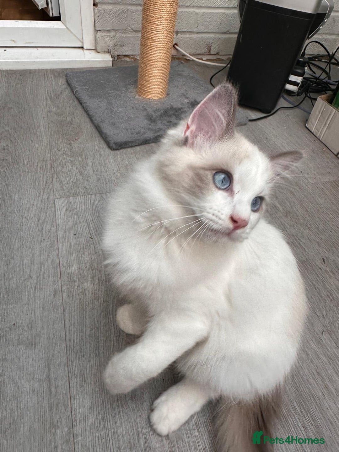 Ragdoll cats for sale: Male Ragdoll kittens - Image 9