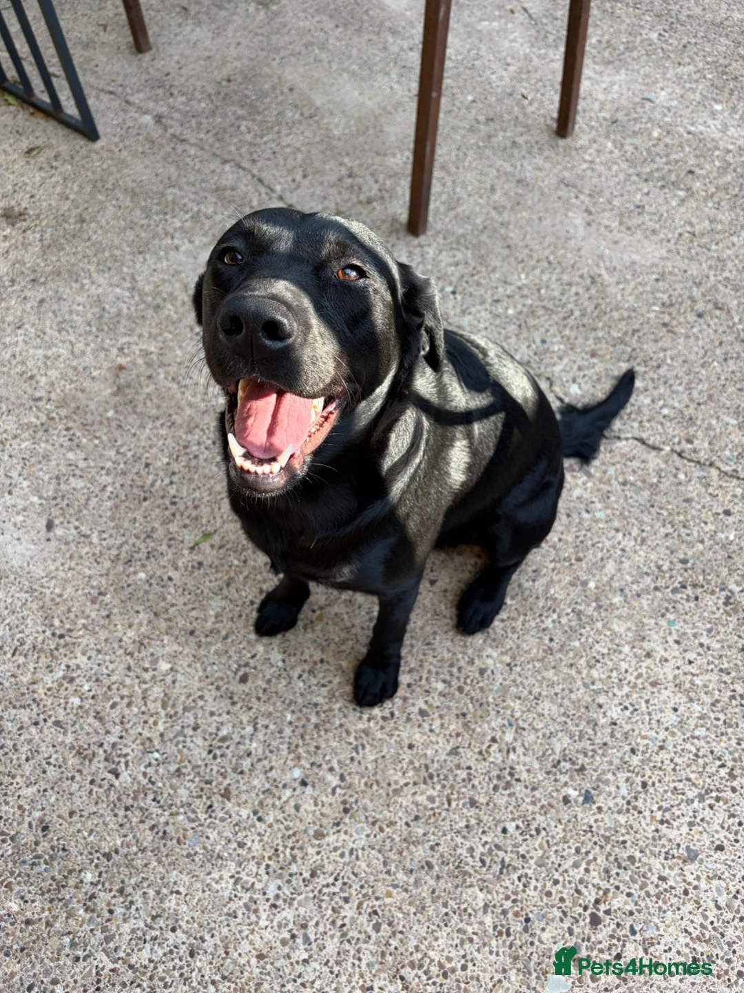 Labrador Retriever dogs for sale: Labrador Retriever Working Line in Doncaster - Advert 4