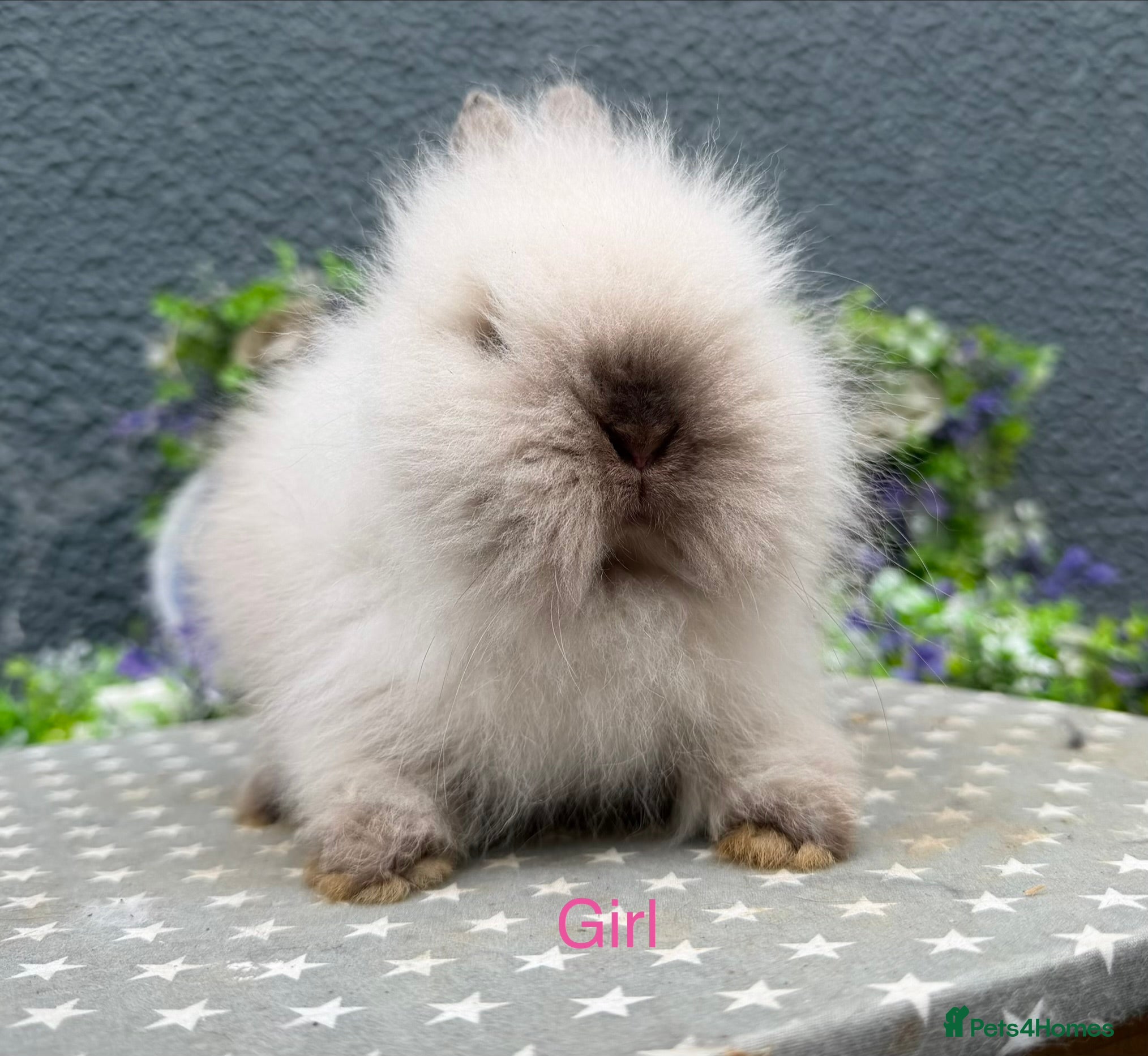 Lionhead rabbits Gorgeous purebred lionheads ready now  - Advert 5
