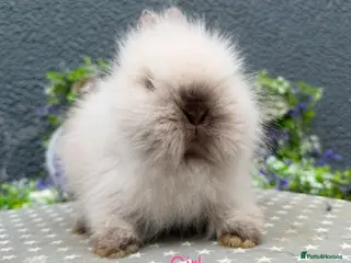 Lionhead rabbits Gorgeous purebred lionheads ready now - Advert 5