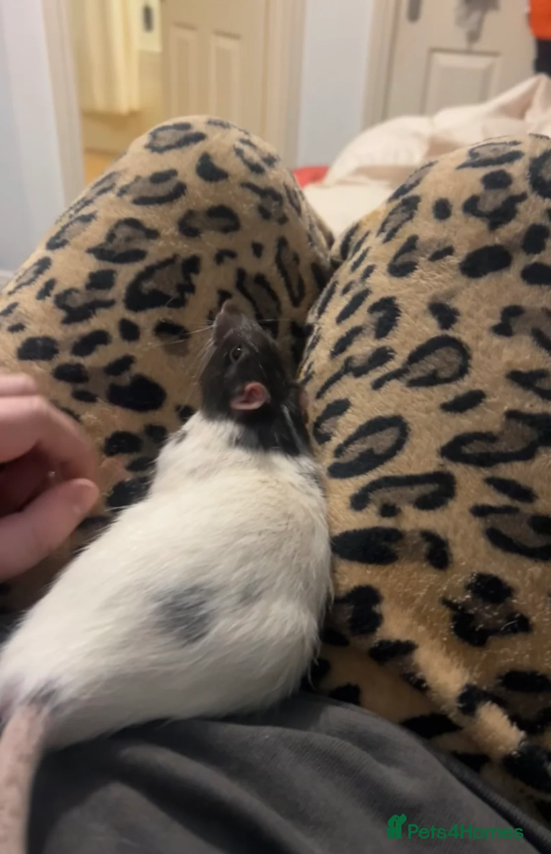 Rat rodents for sale: Two rats for rehoming  in Ipswich - Advert 2