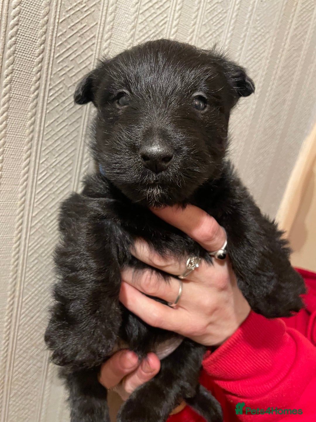 Scottish Terrier dogs for sale: FULLY KC registered Scottish terrier puppies - Advert 3