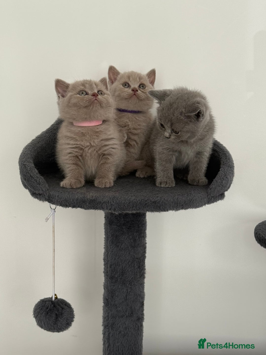 British Shorthair cats for sale: British shorthair kittens  - Image 6