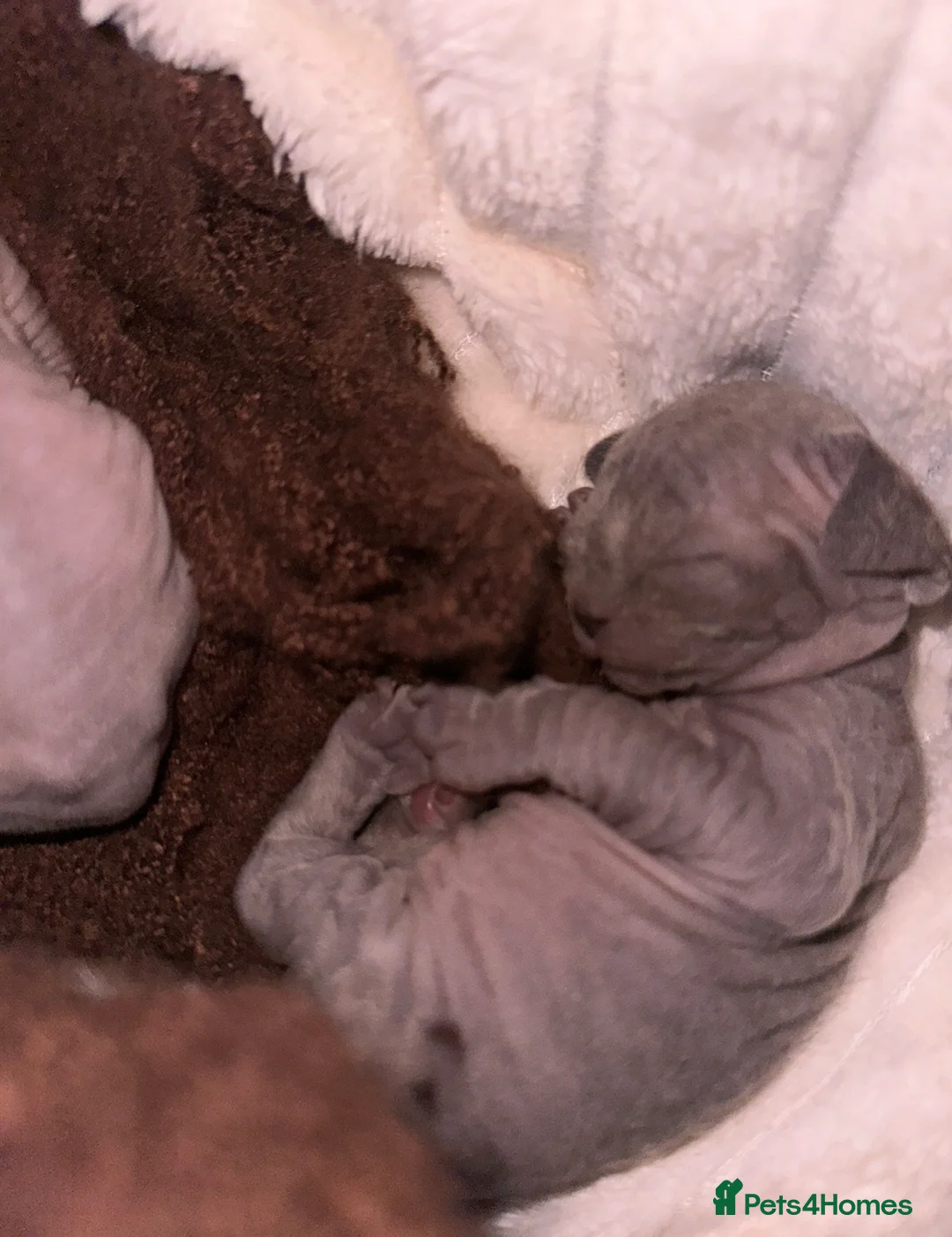 Sphynx cats for sale: Beautiful sphynx kittens from a mum and dad home - Advert 34