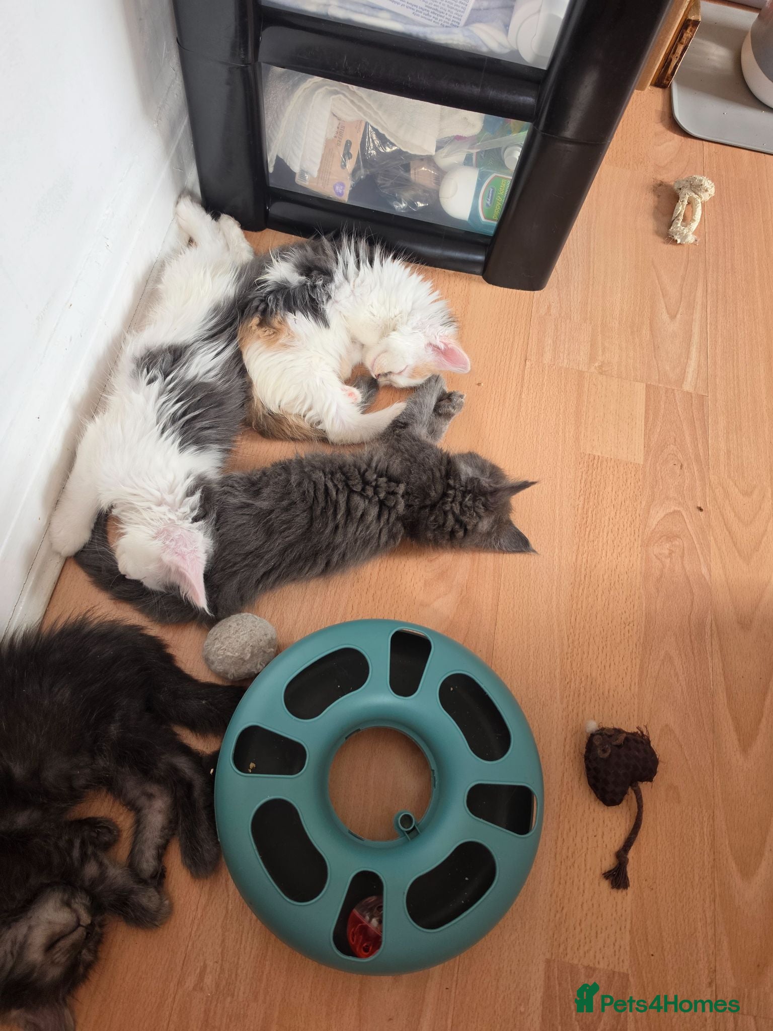 Maine Coon cats TICA REGISTERED STUNNING KITTENS  - Advert 16