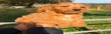 Cockapoo 4