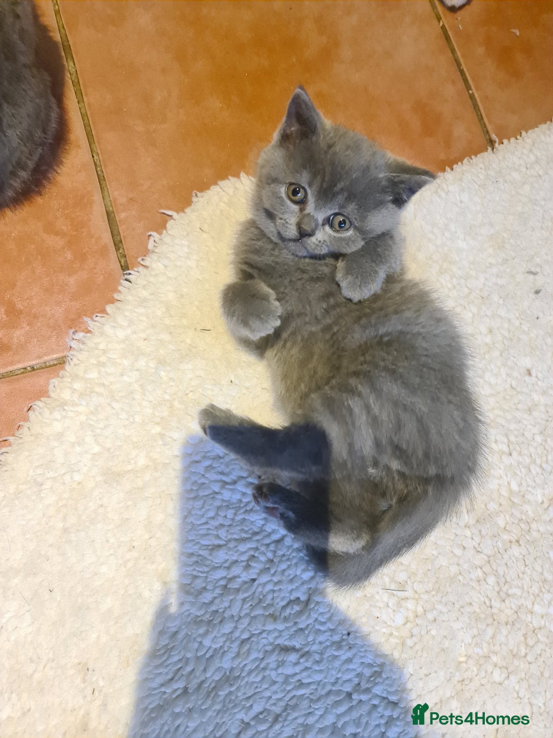 British Shorthair cats for sale: Both parents pedigrees- Dad 5x 🏆 3 boys 1 girl  - Image 14