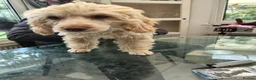 Cockapoo dogs for sale: Cockapoos last 4 little girls - Advert 5