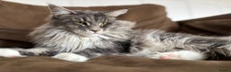 Maine Coon cats for sale: Maine Coon Kittens - Ready early Feb - Advert 23