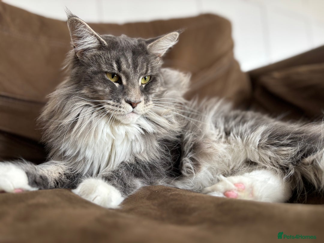 Maine Coon cats for sale: Maine Coon Kittens - Ready early Feb - Advert 23