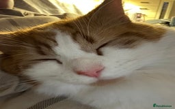 British Longhair cats for sale: 2 beautiful and loving boys - Image 7