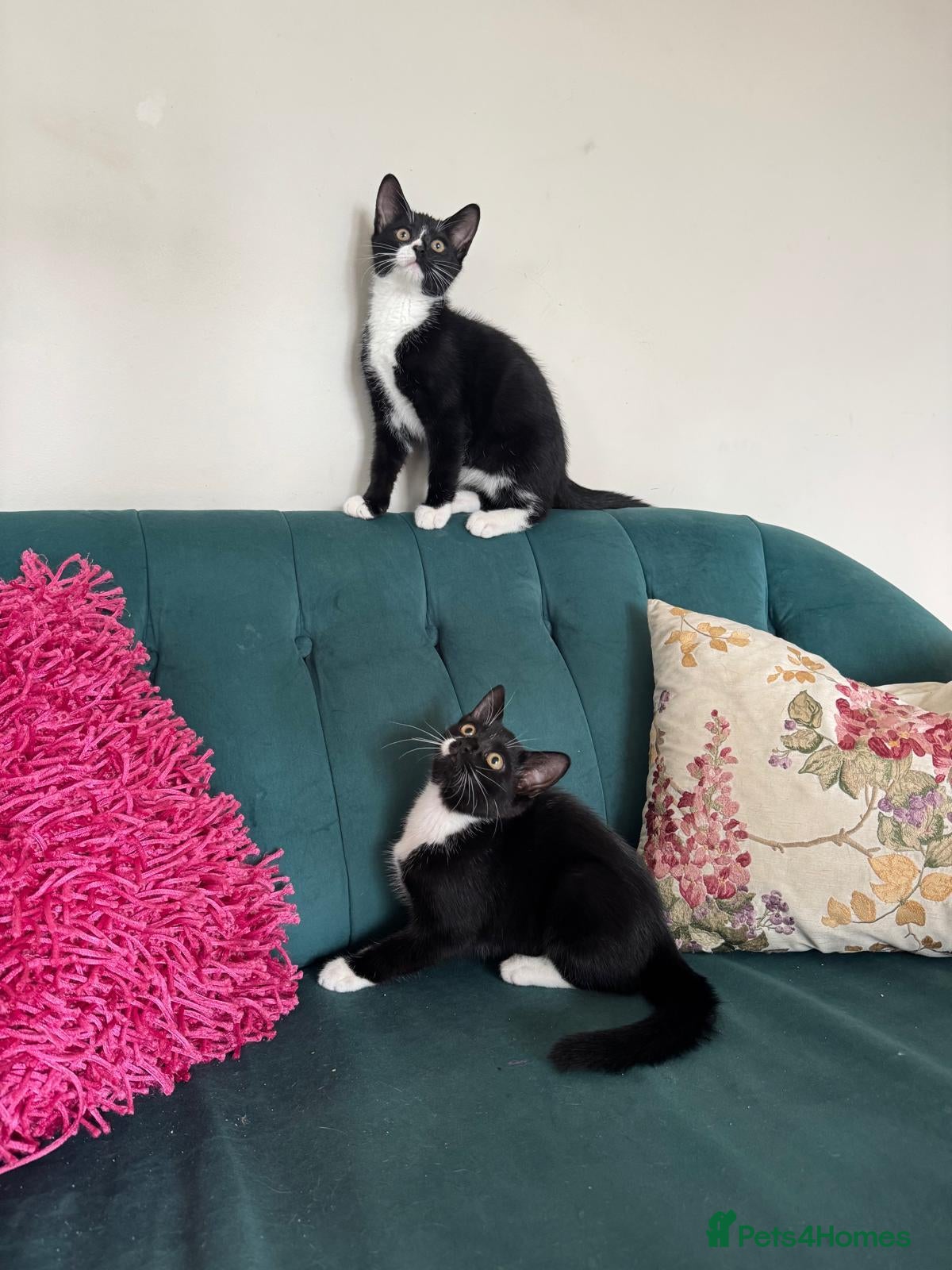 Domestic Shorthair cats Beautiful Kittens Ready for Their Forever Homes! - Advert 1