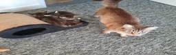 Mixed Breed cats for sale: Beautiful kittens - Advert 4