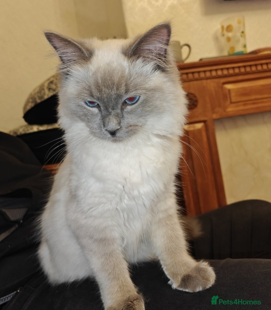 Ragdoll cats for sale: Ragdoll Male 6months - Image 2