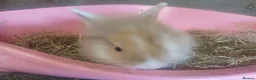 Lionhead rabbits for sale: Loinheads  - Advert 2