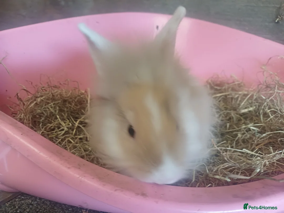 Lionhead rabbits for sale: Loinheads  - Advert 2
