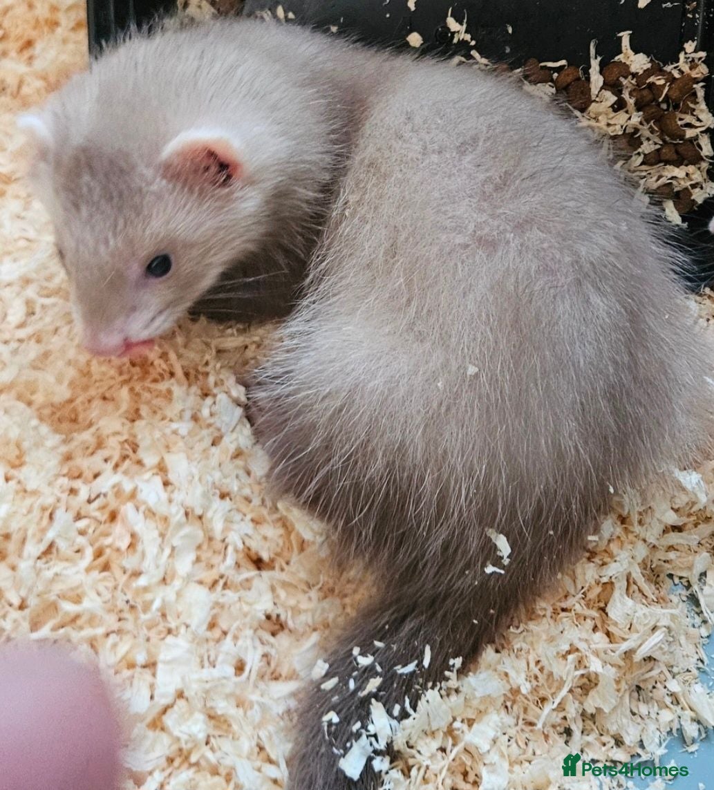 Ferret rodents Semi Angora Ferret Hob  - Advert 7