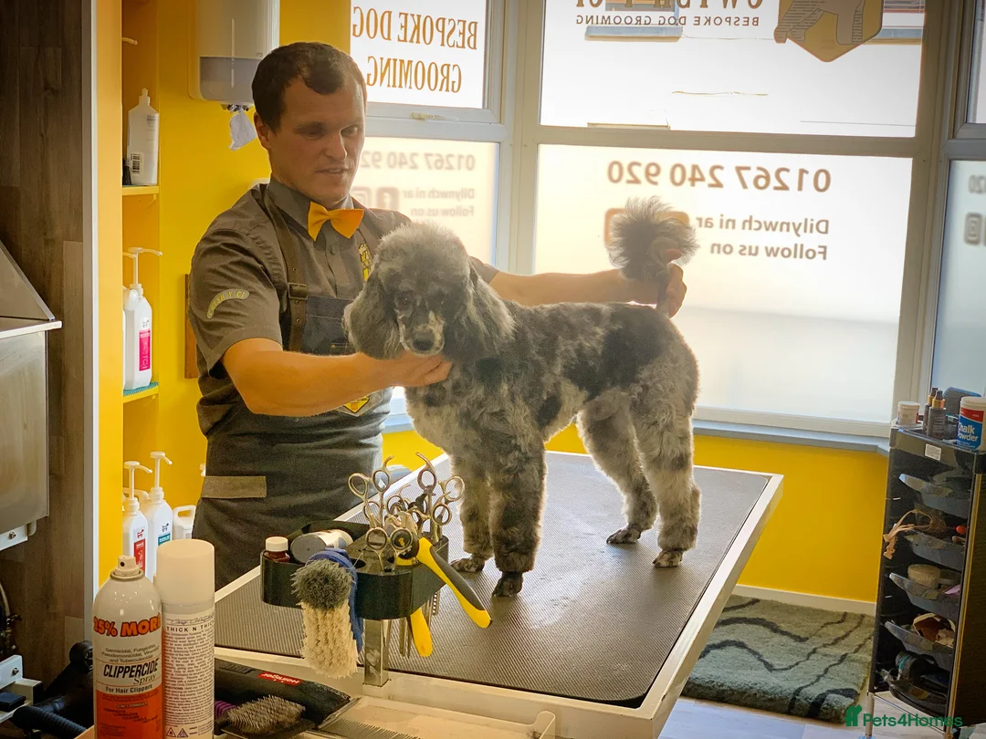 Miniature Poodle dogs for sale: BLUE MERLE MINIATURE POODLE MALE - Advert 5