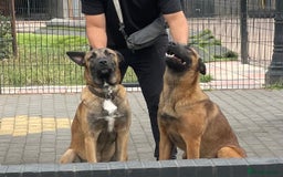 Belgian Shepherd Dog dogs for sale: 9 Month old Two Belgian Malinois Pups (Brothers) - Image 1