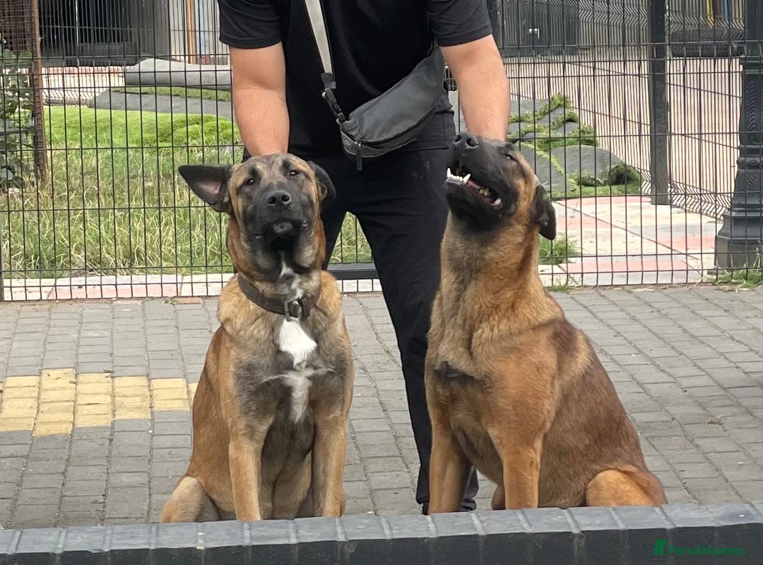 Belgian Shepherd Dog dogs for sale: 9 Month old Two Belgian Malinois Pups (Brothers) - Image 1