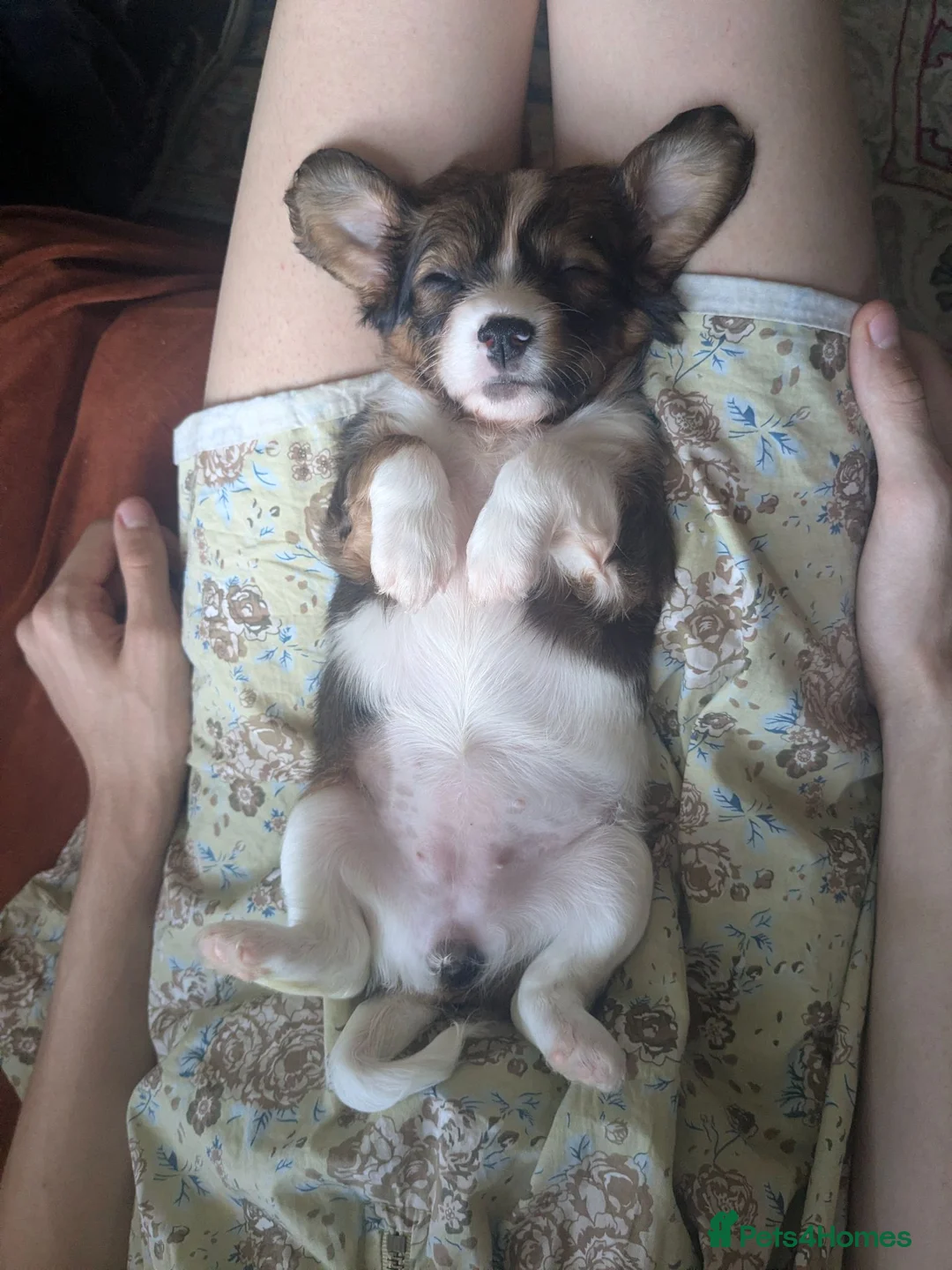 Mixed Breed dogs for sale: Two Beautiful Pups available, boy and girl - Advert 2