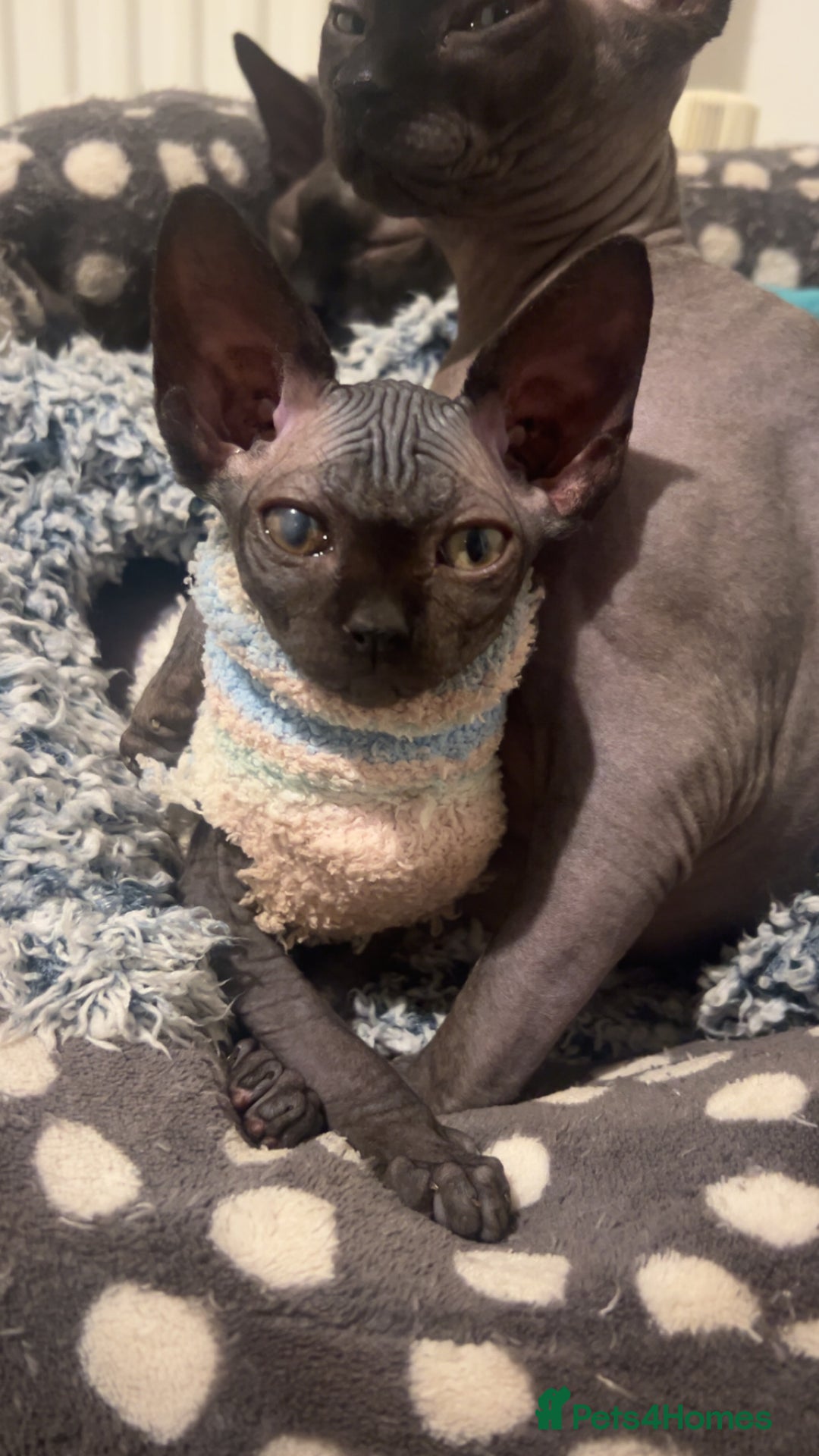 Sphynx cats for sale: Pure Canadian sphynx - Advert 6