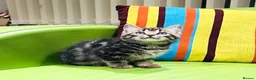 Mixed Breed cats for sale: Kittens for sale ,mixed breed, wonderful behaviour - Advert 21