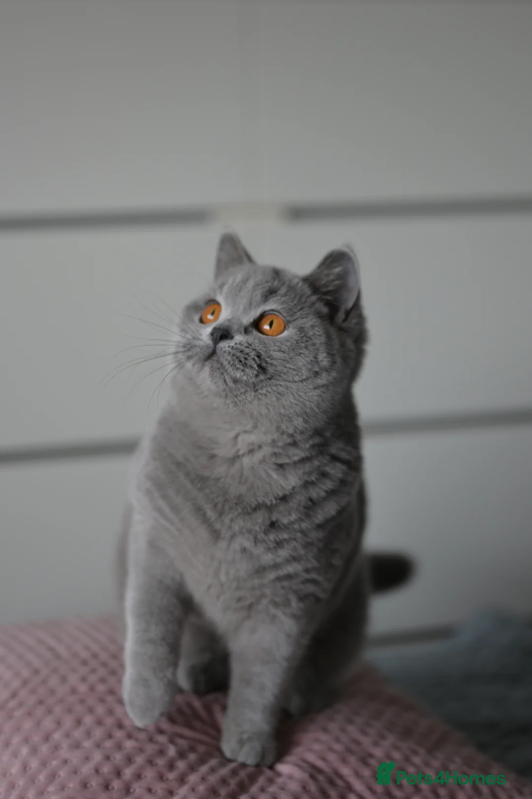 British Shorthair cats for sale: GCCF reg blue kittens ready to go from  - Advert 7