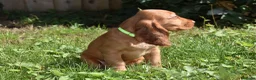 Cocker Spaniel dogs for sale: Ready Now Kc Reg Show Type Cocker Spaniel  - Advert 16
