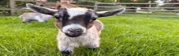 Goats livestock for sale: Pygmy goats  - Advert 14