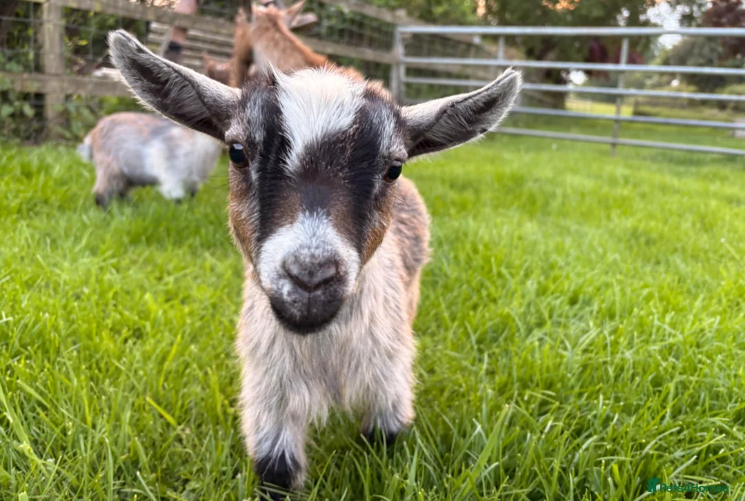 Goats livestock for sale: Pygmy goats  - Advert 14