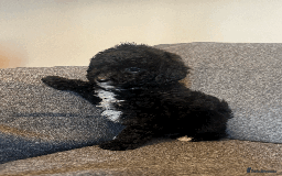Toy Poodle dogs for sale: 2 Male Pure Toy Poodle Pups - Image 3